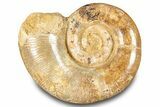 Jurassic Ammonite (Hemilytoceras) Fossil - Madagascar #283461-1